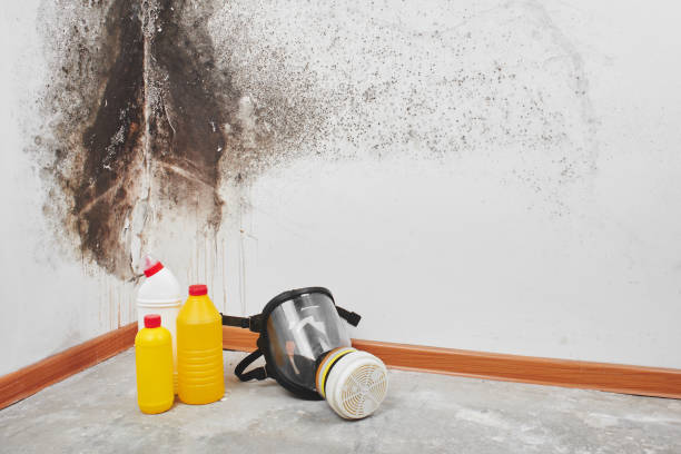 Best Attic Mold Remediation in Deale, MD