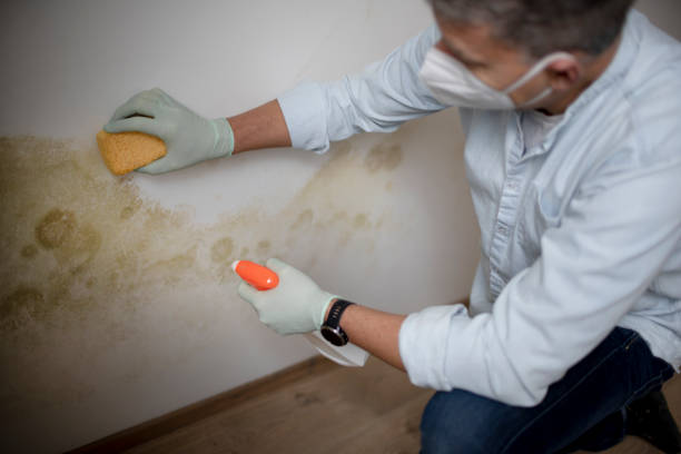 Best Localized Mold Remediation (e.g., coastal areas, humid climates) in Deale, MD